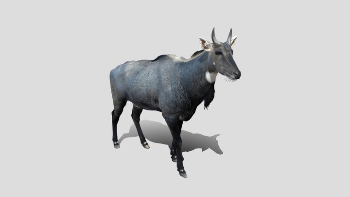 Nelgai – Modelo 3D gratuito STL
