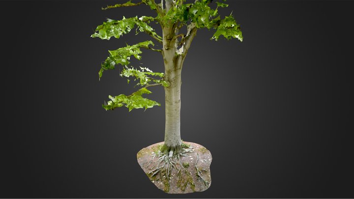 Massive Beech Tree Trunk With Engravings / Roots 3D Model