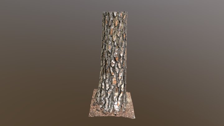 Loblolly Pine C - Kiri Engine Remesh 3D Model