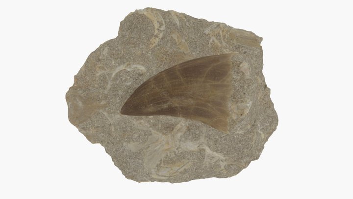 Mosasaur Tooth 3D Model