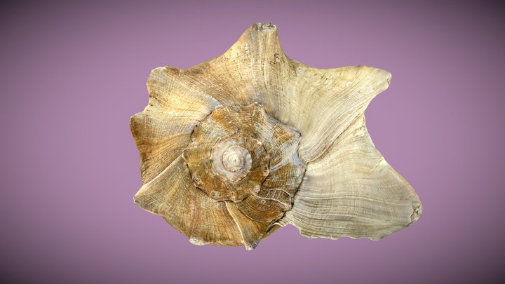 Knobbed Whelk – Modello 3D gratuito STL