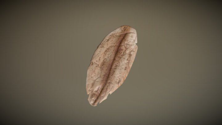 Oats 3D Model