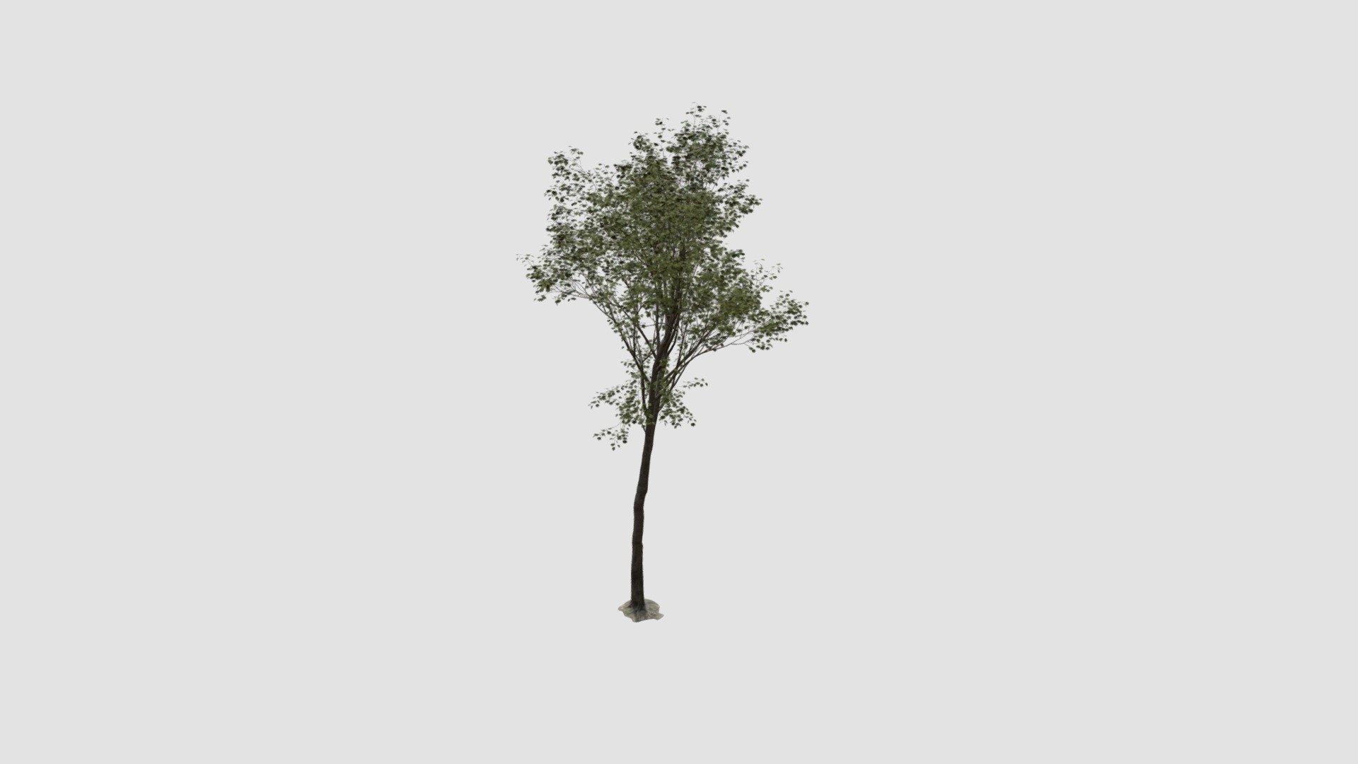 tree - Buy Royalty Free 3D model by Evermotion [b4c1dff] - Sketchfab Store