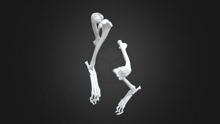Canine Bilateral Hindlimb Deformity 3D Model