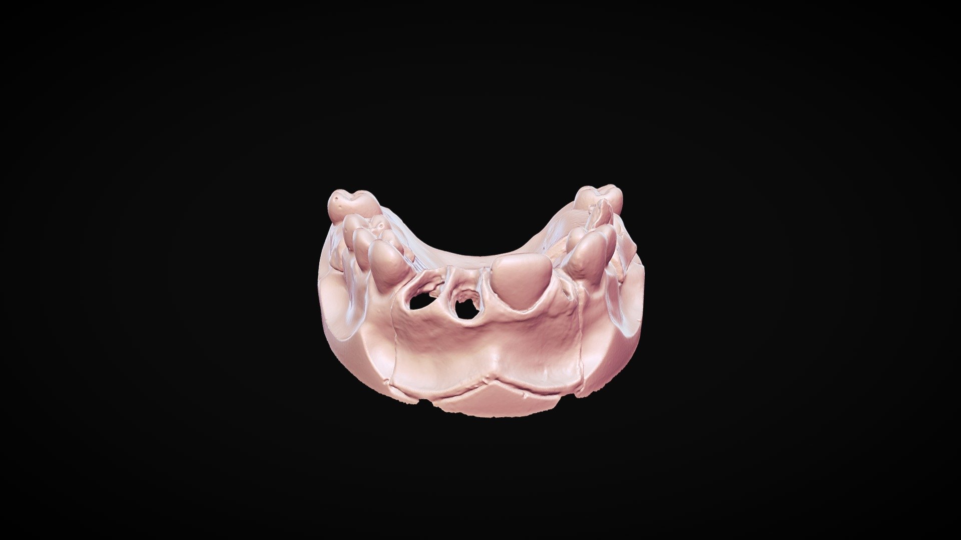 Gingiva - 3D model by thunk3d.scanner [b4c66f3] - Sketchfab