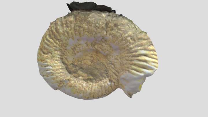 ammonite_c_01 3D Model