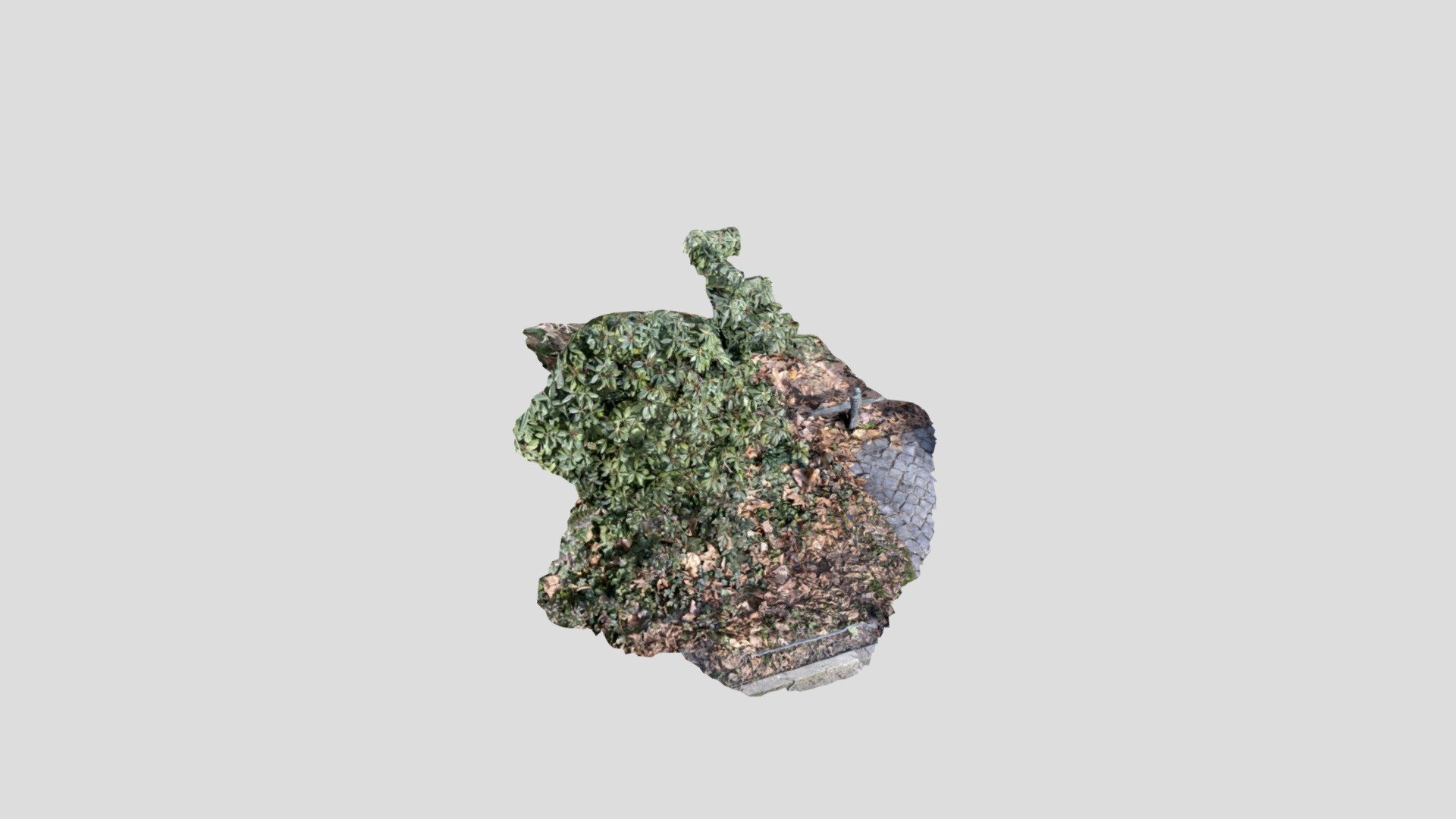 bushnomi