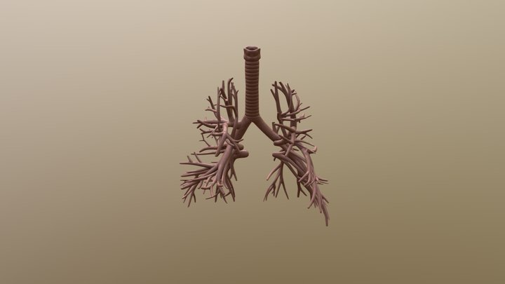 Internal structure of the lungs 3D Model