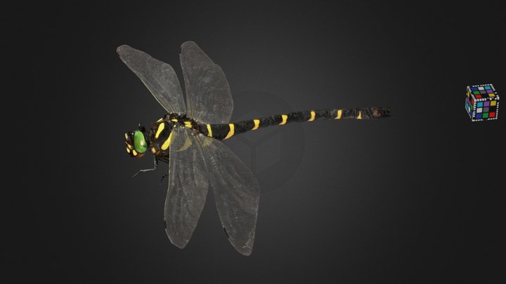 CC0 オニヤンマ ♀ Golden-ringed Dragonfly