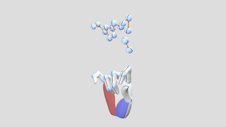 Hand Gesture - Half Grip 3D Model