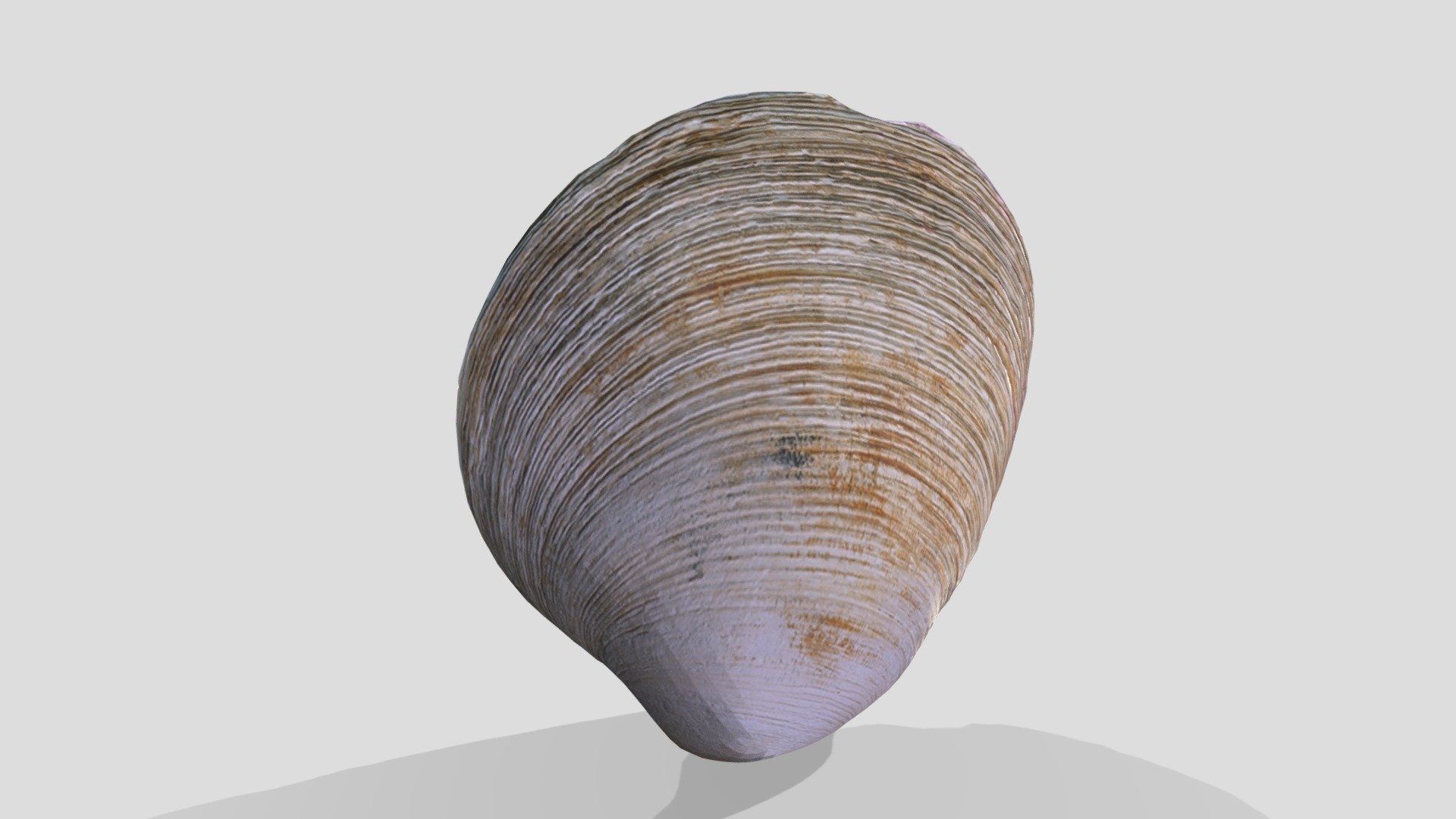 Clam Shell 3d Model By Vic Deleon H3dude B4d4229 Sketchfab