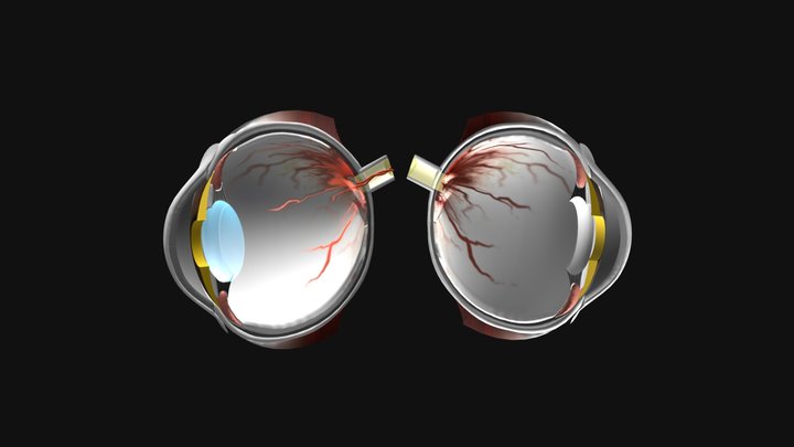 Eye structure 3D Model