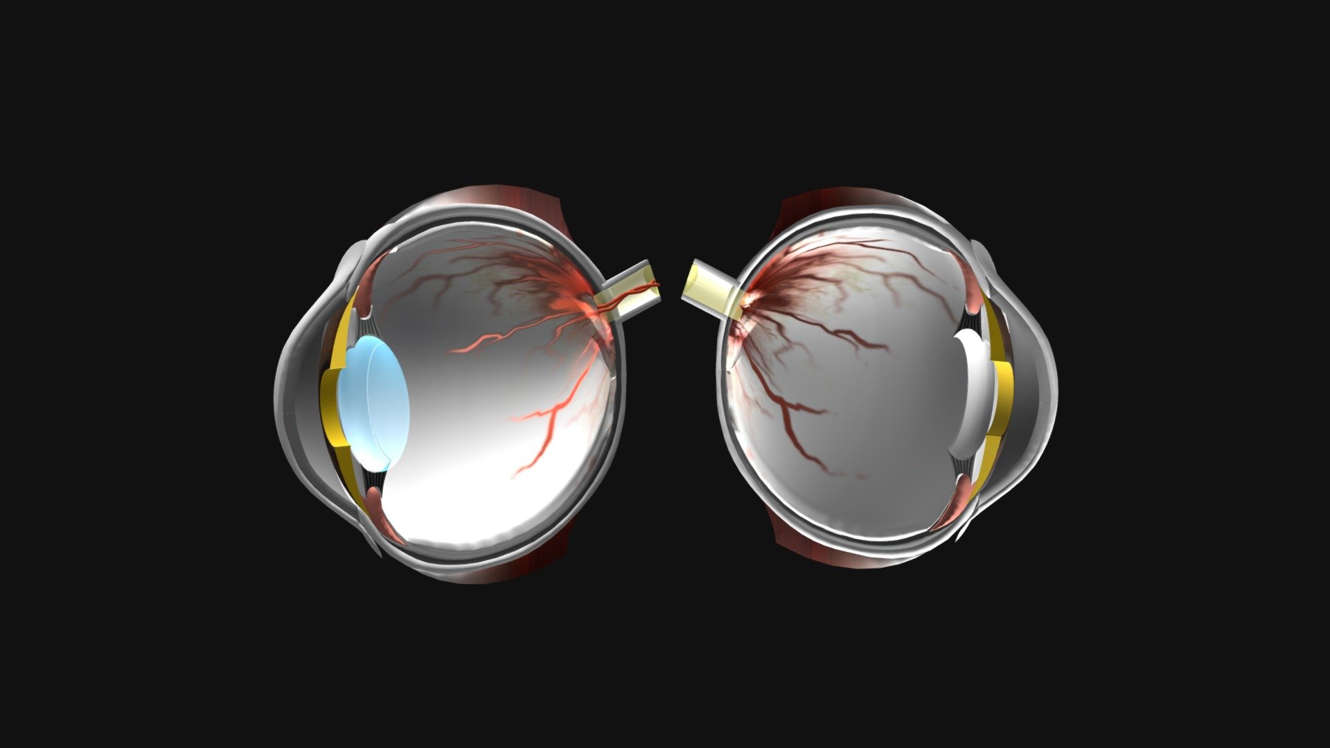 Eye structure