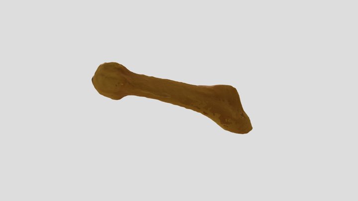 Homo sapiens, Fifth Metatarsal 3D Model