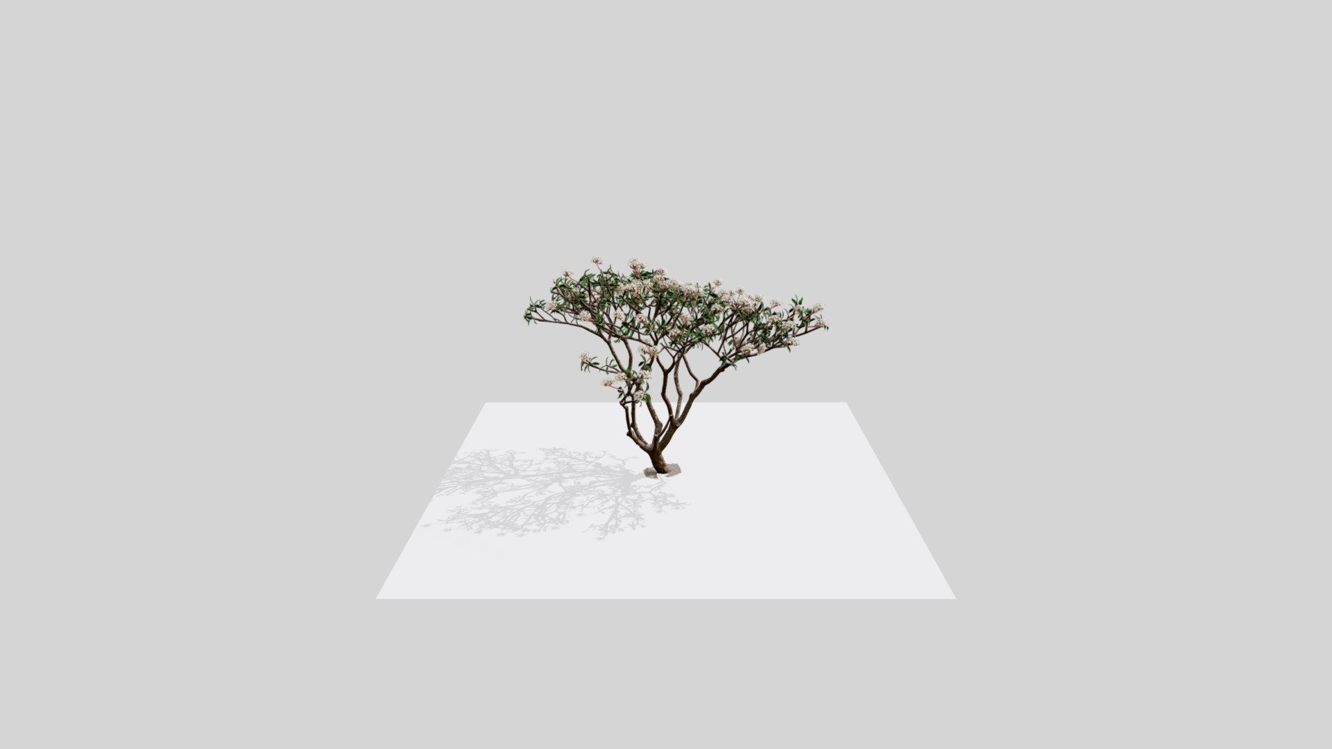 tree attempt