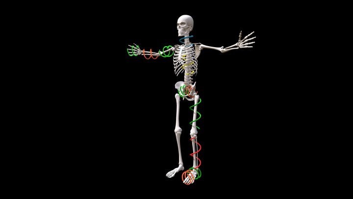 3 Bones -- Inside Spirals 3D Model