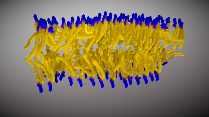 A lipid bilayer as it occurs in cell membranes 3D Model