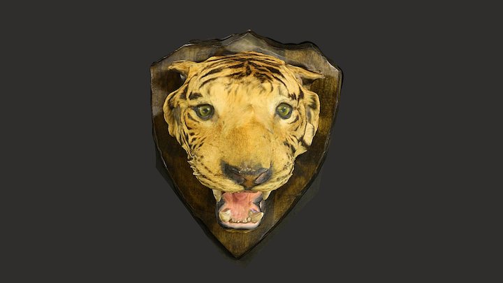 tiger head
