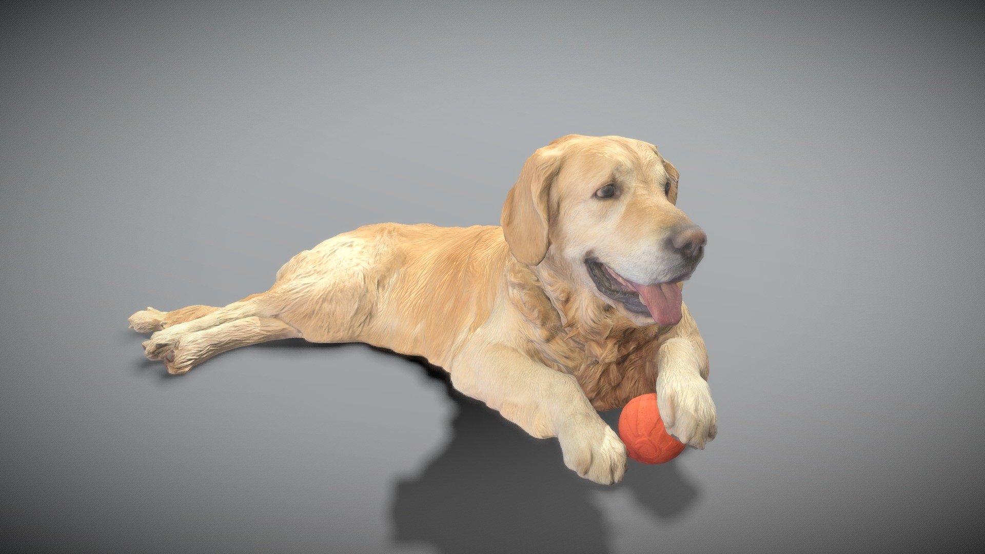 Golden retriever 17 Buy Royalty Free 3D model by deep3dstudio