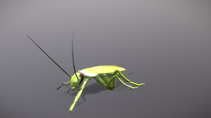 Cuban cockroach – Gratis 3D-model STL