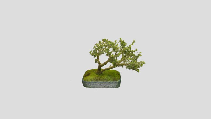 Bonsai_ Tree_4 – Free 3D Model STL