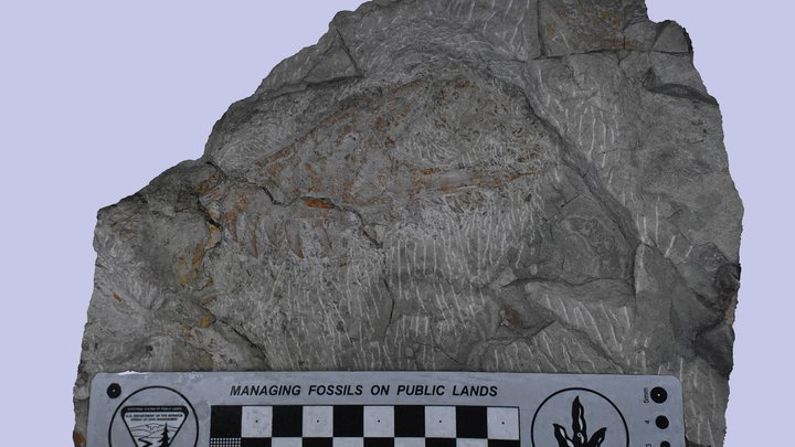 Utahraptor maxilla 3D Model