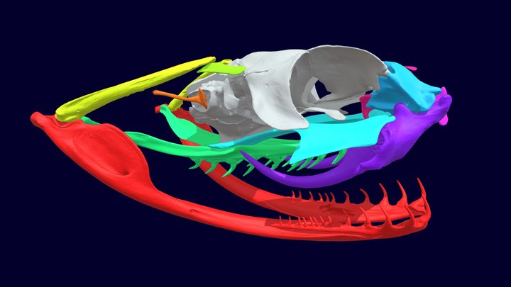 Gaboon Viper Articulated Skull (Bitis gabonica) 3D Model