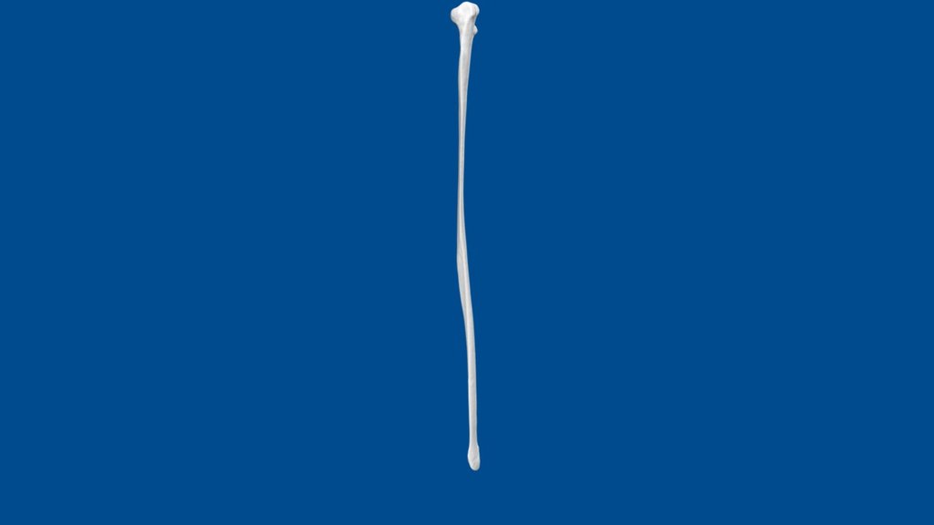 3D Dog Bone Project: Fibula