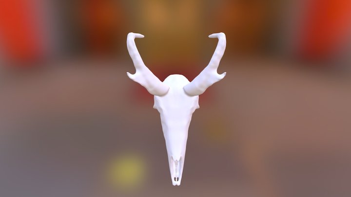 Pronghorn Skull 3D Model