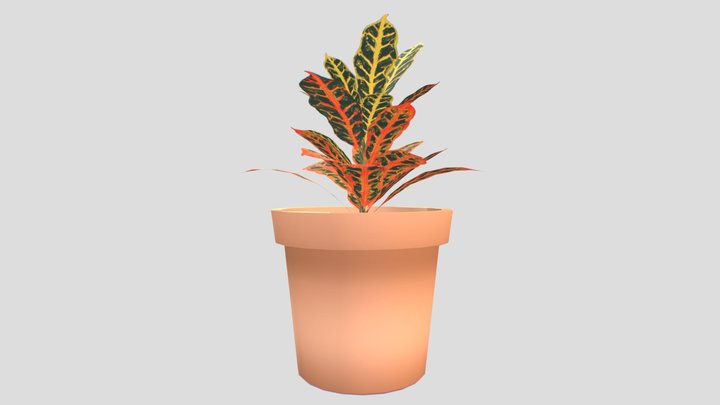 Croton Plant 3D Model