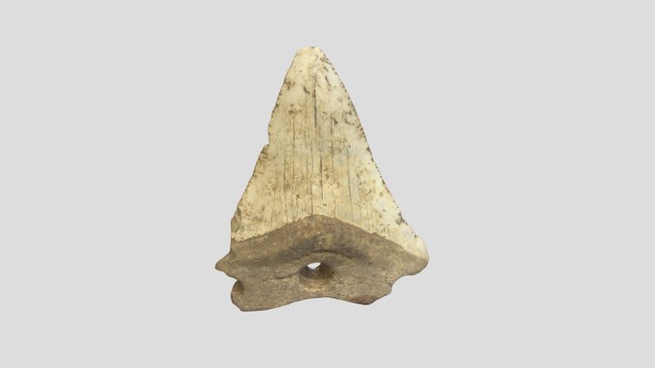 Drilled Megalodon Tooth - Barwick's Ordinary 3D Model