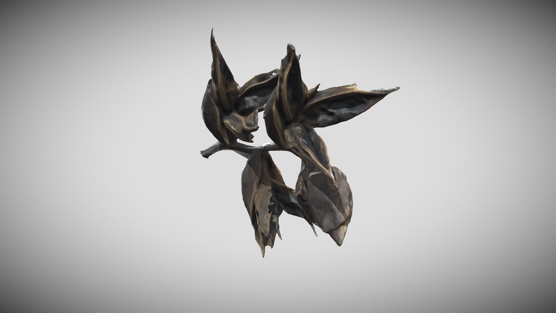 Agave genus, unknown species
