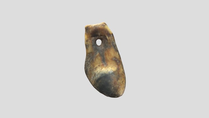 Red Deer Canine / Canino Atrófico Ciervo 3D Model