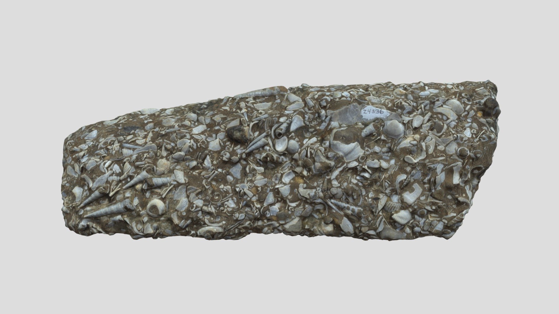 LACMIP 24336.2 Turritella encina