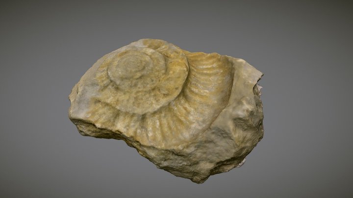 Modelo fotogramétrico fosil nautilus 3D Model