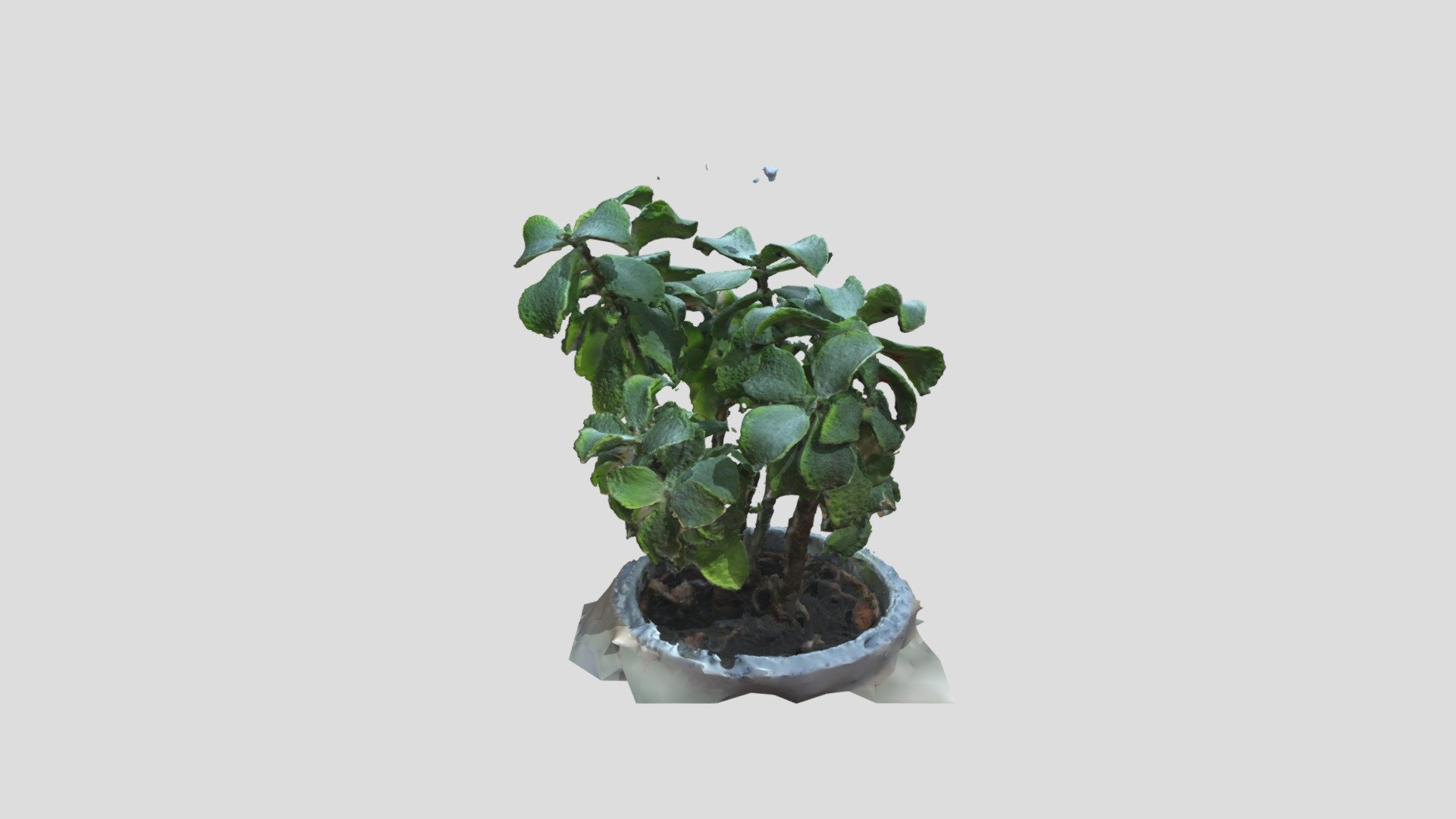 Plant