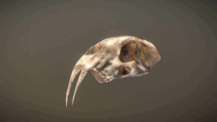 Smilodon 3D Model