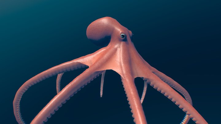 Animated octopus 3D Model