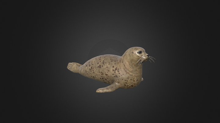 Gewone Zeehond 3D Model