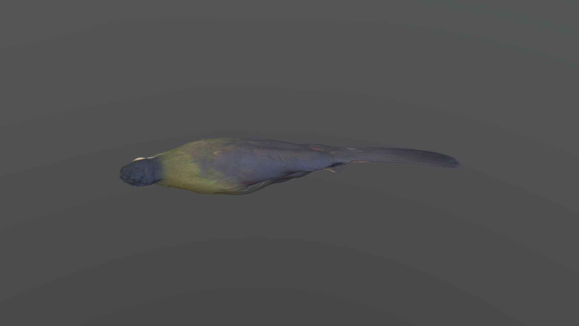Hartlaub's Turaco - Tauraco hartlaubi