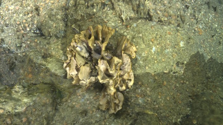 Pentapora foliacea 3D Model