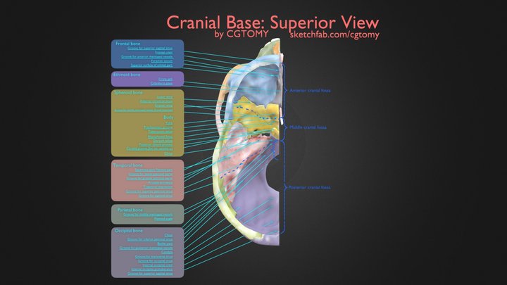 Cranial Base Superior View 3D Model
