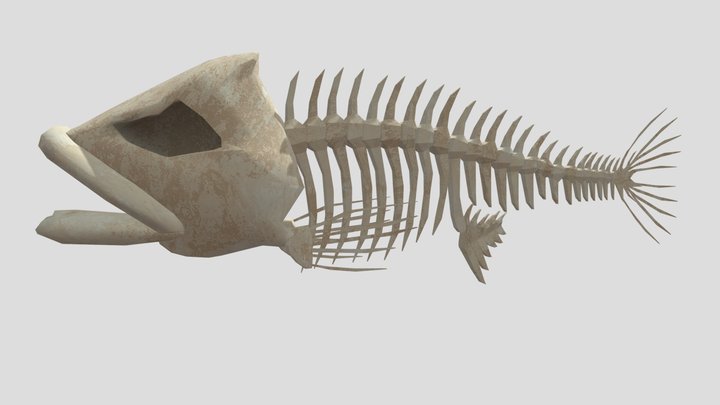 Skeleton Fish Model 3D Model