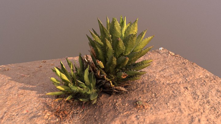 Shaw's agave (Agave shawii) 3D Model