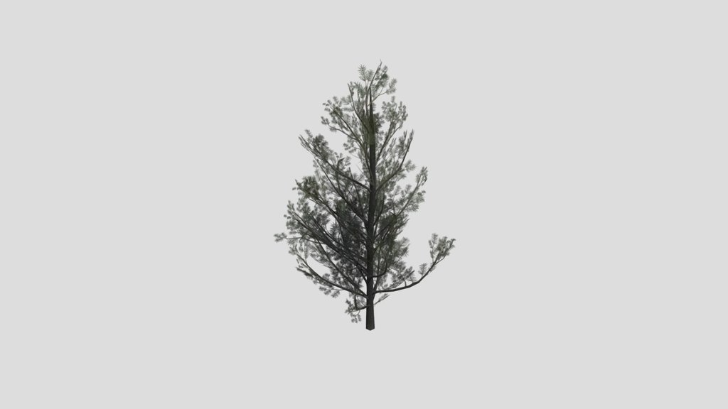 Tree Lodgepole Pine D1