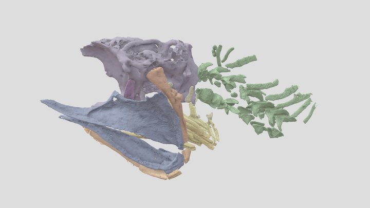 Fish1 3D Model