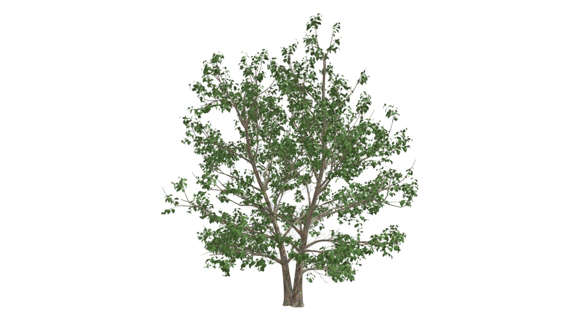 Korean Stewartia Tree #05 - Buy Royalty Free 3D model by meshshape ...