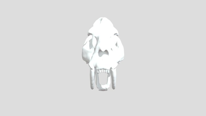 Smilodon Cráneo 3D Model