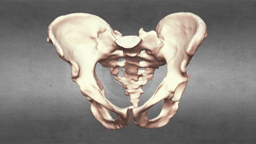 Neanderthal Pelvis Reconstruction