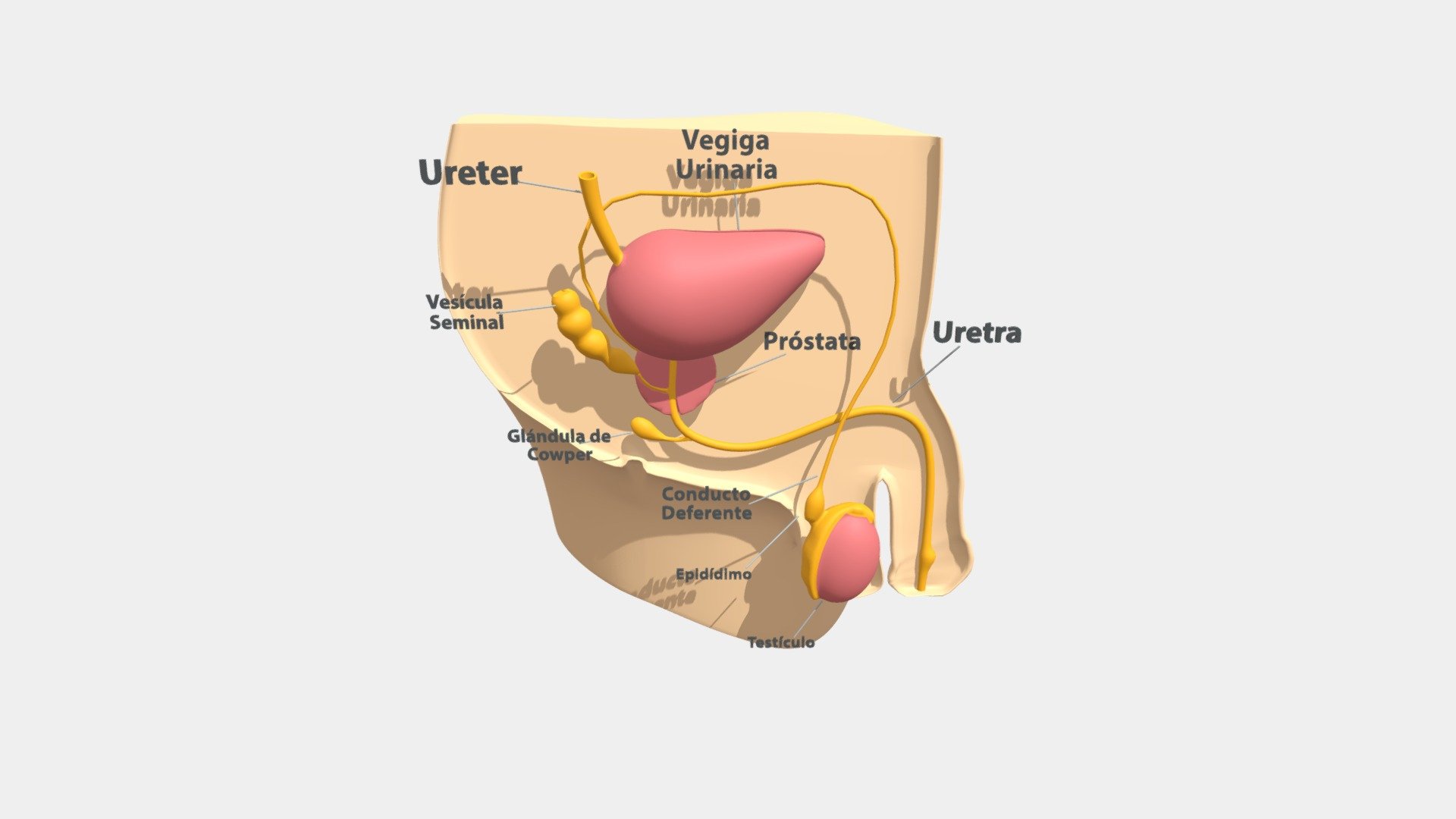 Órganos internos del aparato reproductor